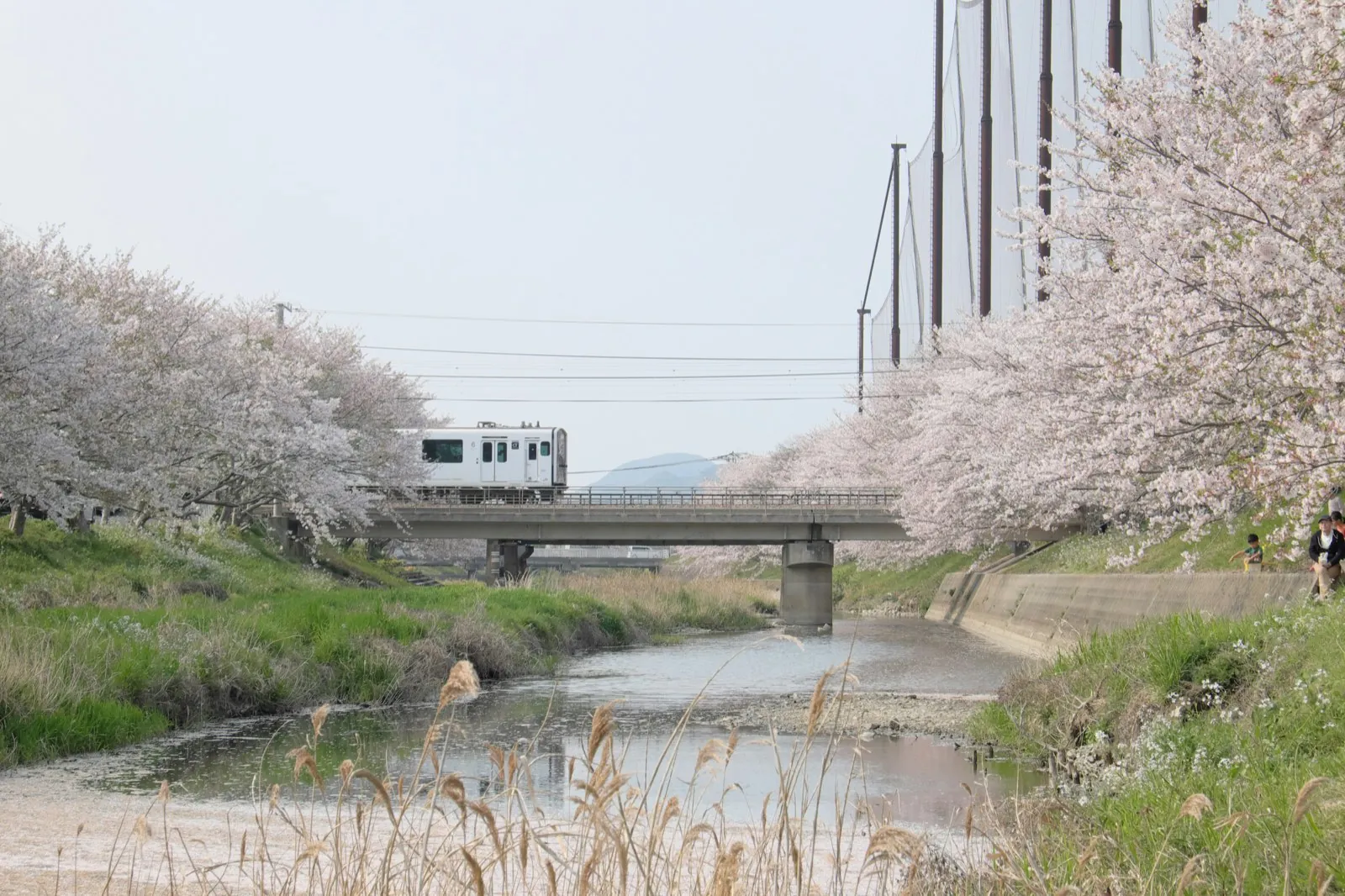 Tren local entre cerezos en flor junto a un río en Fukuoka en primavera