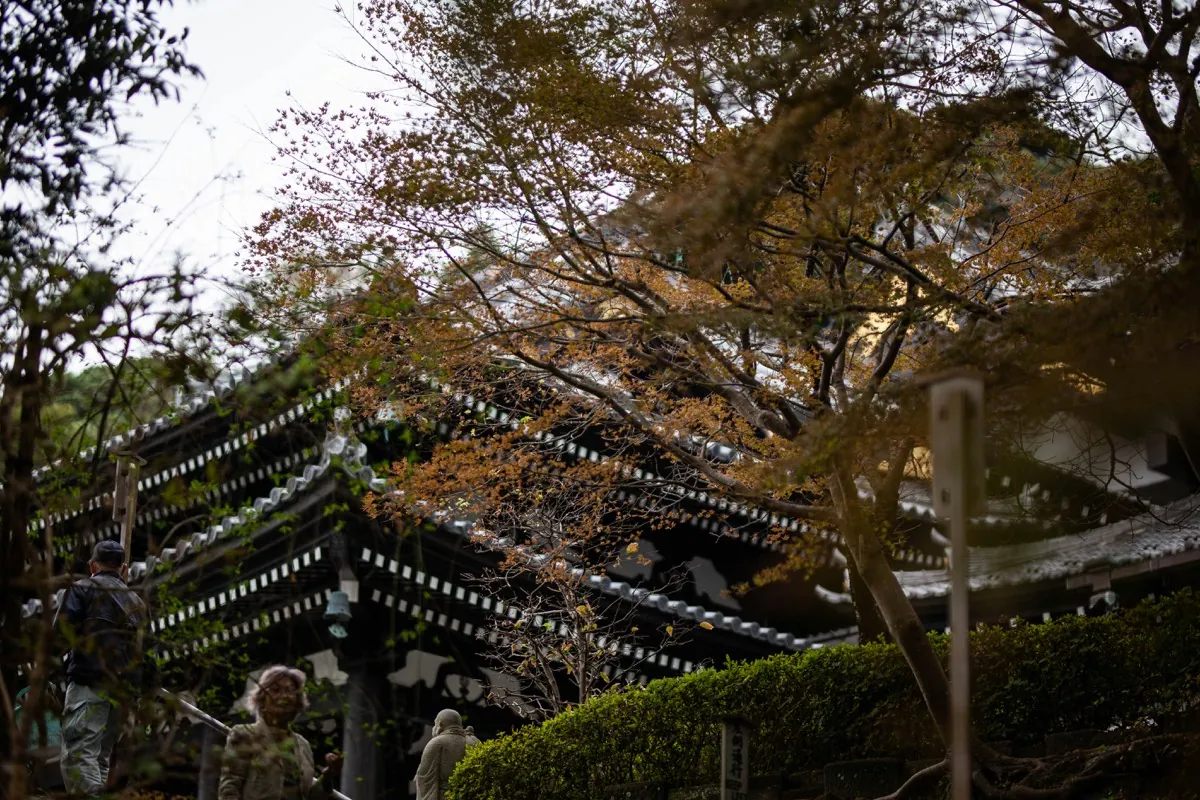 Tejado de un templo tradicional entre arces en Kamakura