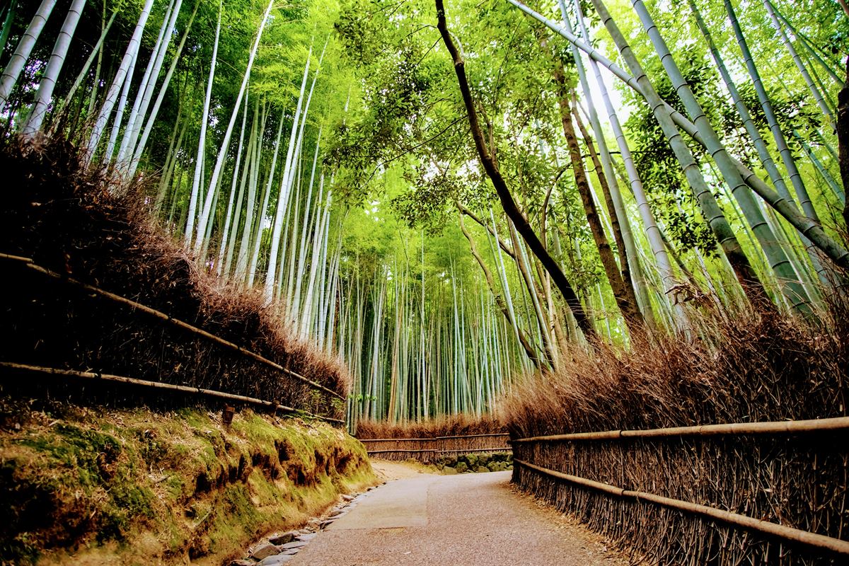 Bosque de bambu y entorno de Arashiyama