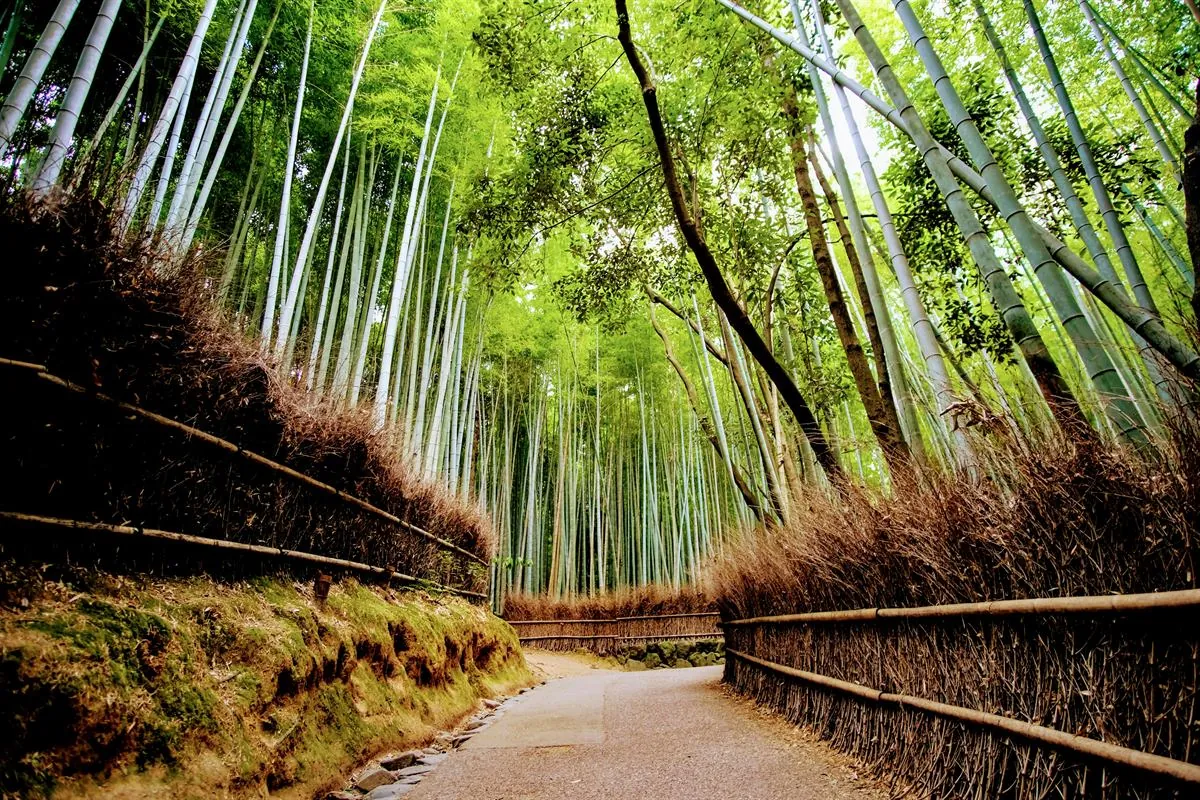 Bosque de bambú de Arashiyama con visitantes al amanecer