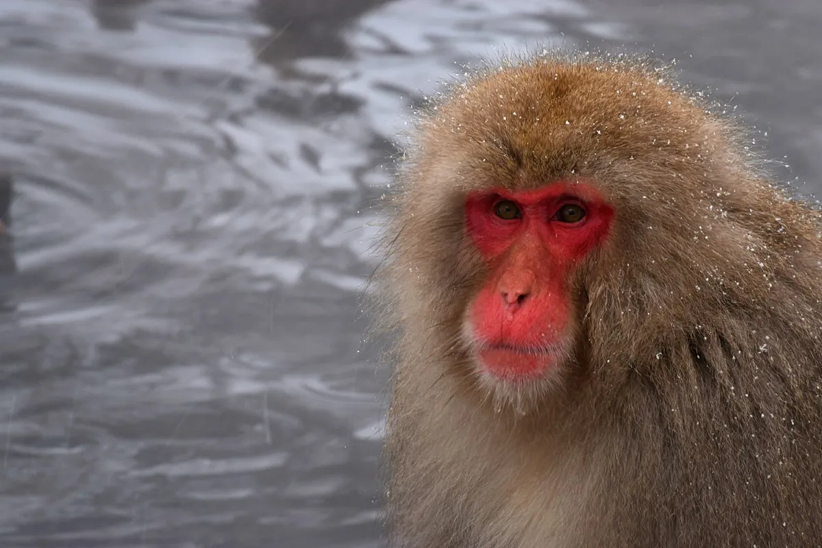 Primer plano de un macaco japonés con nieve junto a la poza de aguas termales de Jigokudani