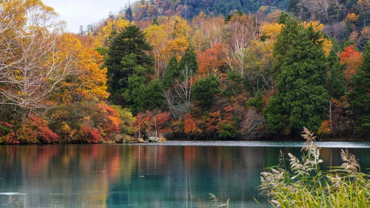 Lago rodeado de bosque con colores otoñales en Nikko